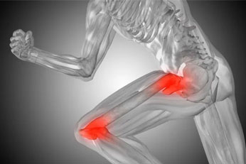 Supports muscle health and joint flexibility
