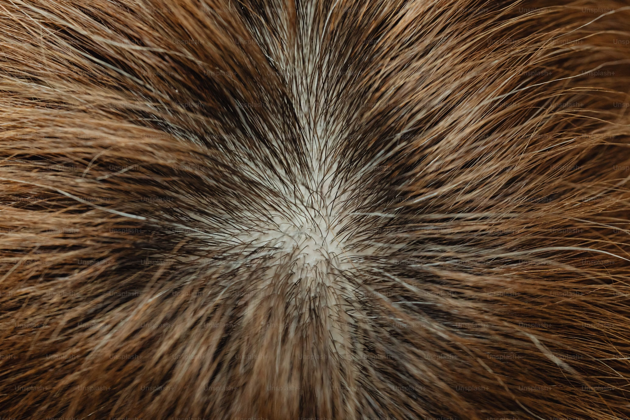 Prevent premature greying